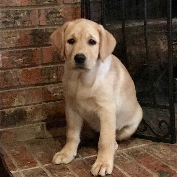 Meet your Posher, Lonnie - Picture 1 of 1